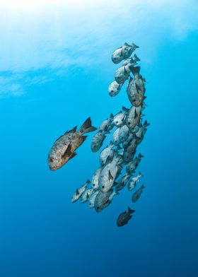 School of Black Snappers