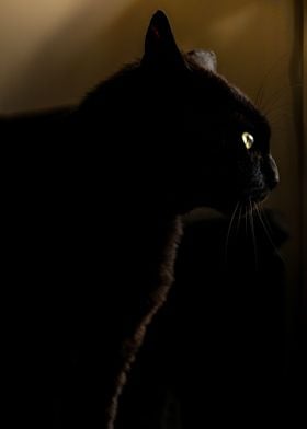 Elegance of Black Cat