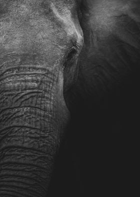 Majestic Mother Elephant