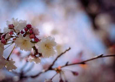 Cherry Blossom up Close