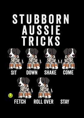 Australian Shepherd Tricks