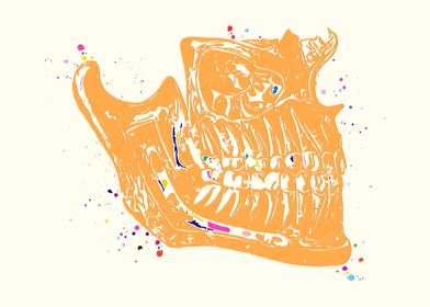 Human Jaw Anatomy