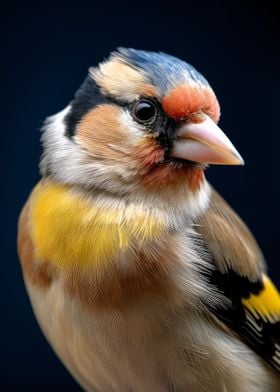 bird goldfinch closeup