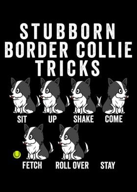 Border Collie Tricks