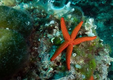 Starfish 