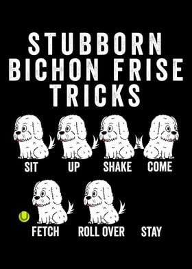 Bichon Frise Tricks