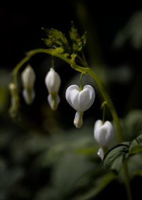 White heart flowers, macro