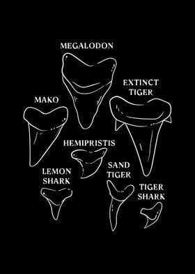 Shark Tooth types