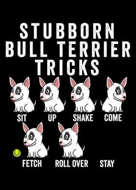 Stubborn Bull Terrier Tric