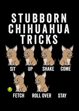 Stubborn Chihuahua Tricks 