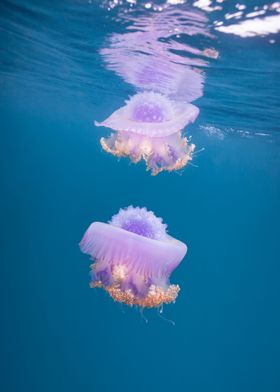 Pair of shallow jellyfish