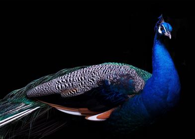 peacock black background