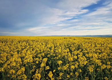 Rapeseed field