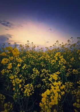 rapeseed field at sunset