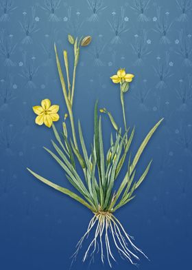 Vintage Yellow Eyed Grass