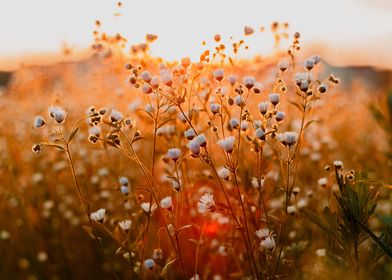 daisies and sunshine