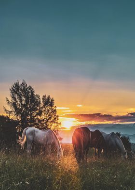 horse and dawn