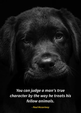 dogs quotes 