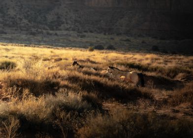 horses in the high pasture