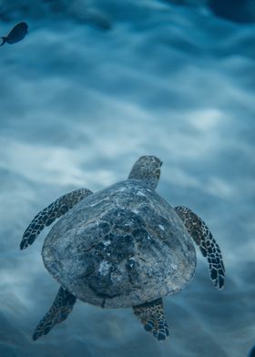 fast diving turtle