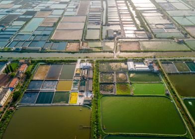 Shrimp farms in Vietnam