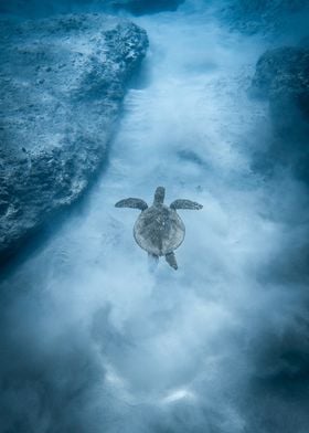 baby turtle swimming