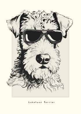 Lakeland Terrier Sketch