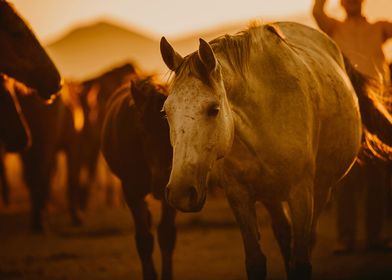 white horse and sun