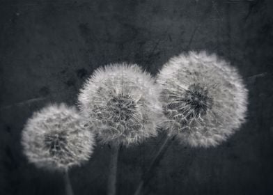 Black background,dandelion