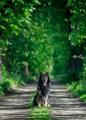 German Shepherd in forest