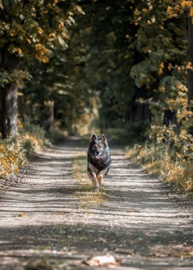 German shepherd dog