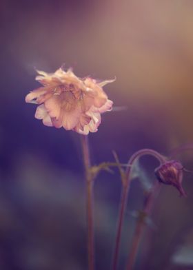 Pastel flowers, macro