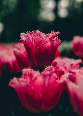 The Dark Pink Tulips