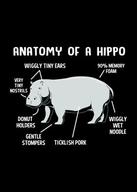 Anatomy Of Hippo