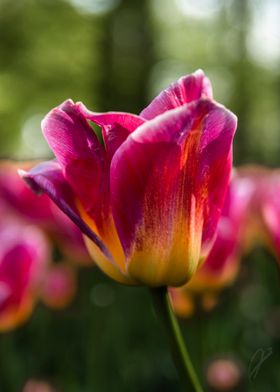 Colorful Tulip