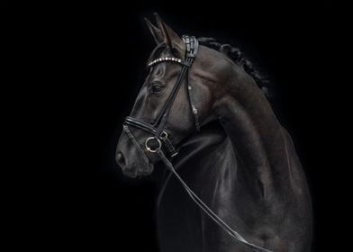 black horse portrait