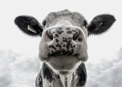 Cow Face Portrait