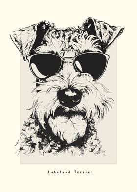 Lakeland Terrier Sketch