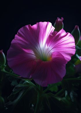 Evening Primrose Flower