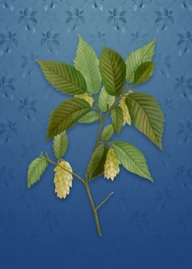 American Hophornbeam