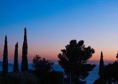 Trees at Sunset