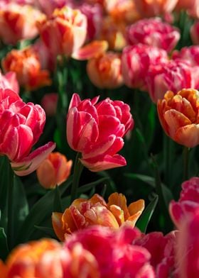 Red and Orange Tulips