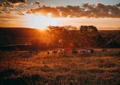 Dairy cows