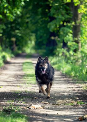 German shepherd dog