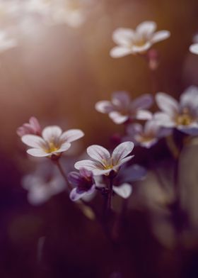 White Saxifrage Flowers