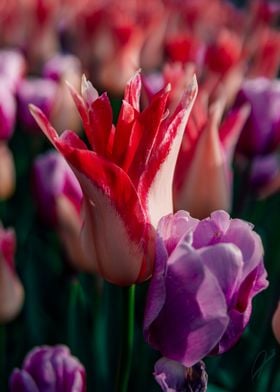 Red and Violet Tulips