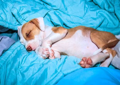 Pit bull puppy sleeping