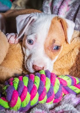 Pit bull puppy sleeping