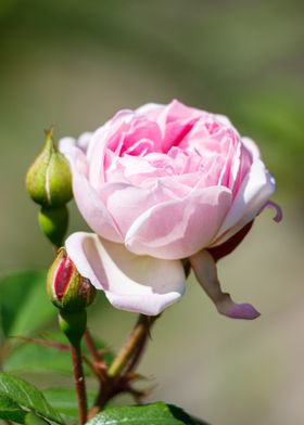 Macro of a rose