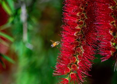 bee flying to a flower